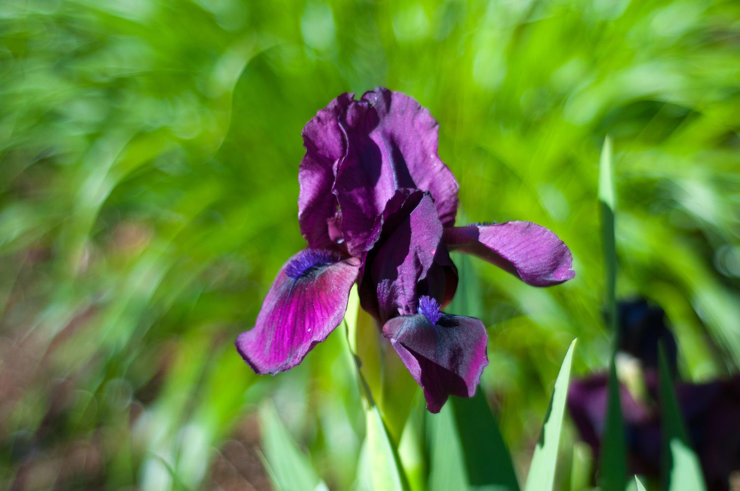 深紫鸢尾花
