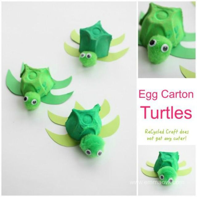 蛋盒龟