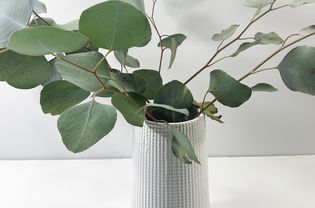 Eucalyptus in a white vase