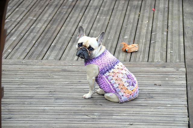 法国斗牛犬穿着彩色钩针毛衣坐在甲板上