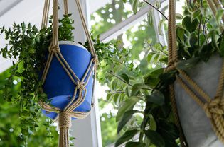 plants in macrame hanging plant holders