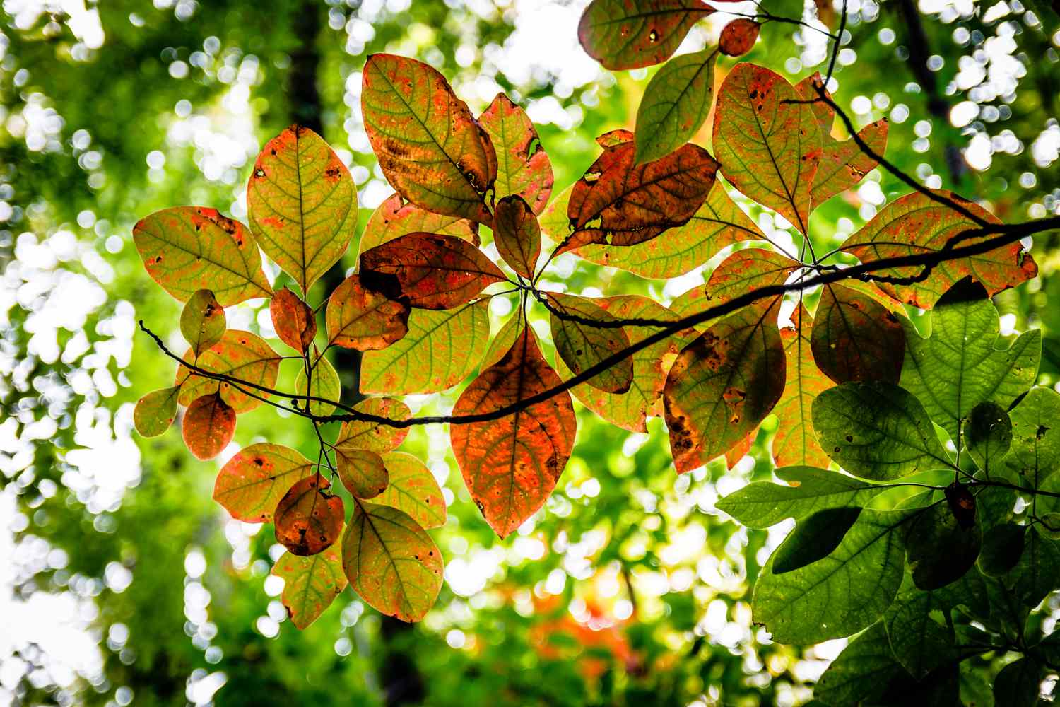 Sassafras leaves in autumn