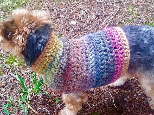穿着彩虹钩针毛衣的棕色毛茸茸的狗