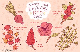 用于制作天然红色染料的植物插图