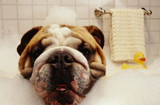 狗在洗澡
