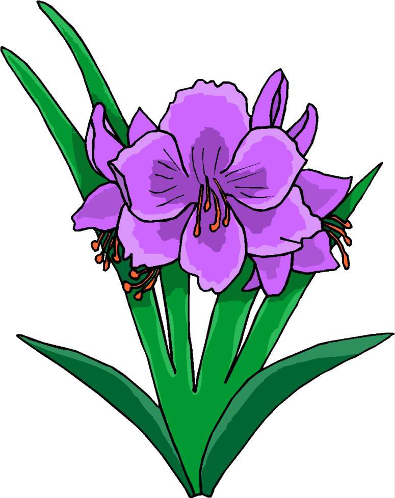 A purple Iris