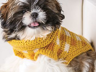 毛绒绒的小狗穿着黄色的方格绒线毛衣